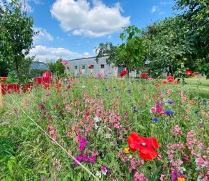 Škola za bukem (41)