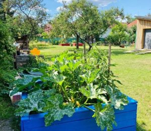 Škola za bukem (43)