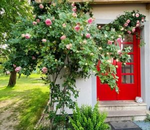 Škola za bukem (47)